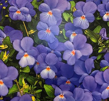 Steve Finkle – Garden Flowers